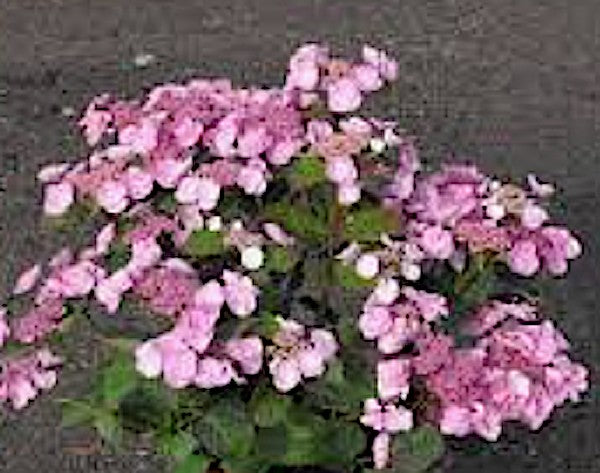 Hydrangea Macrophylla Dolce ® Gipsy vaso 19