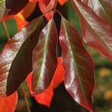 Nyssa Sinensis cm. 80/100 vaso 24