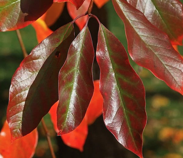 Nyssa Sinensis cm. 80/100 vaso 24