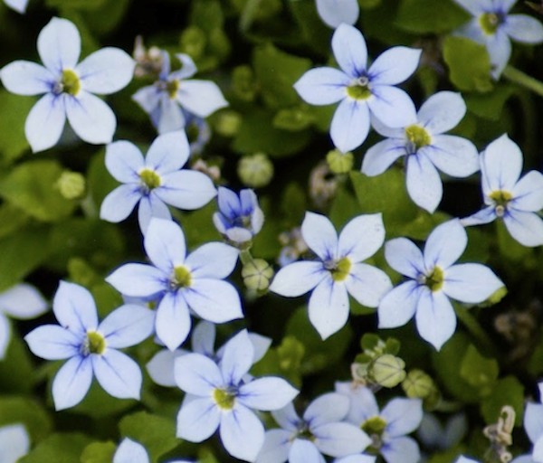 Isotoma Fluviatilis vaso 10