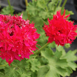 Pelargonium Fandango vaso 10