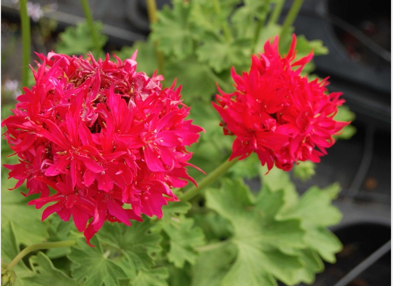 Pelargonium Fandango vaso 10