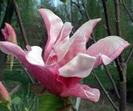 Magnolia sou. Daybreak