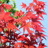 Acer palmatum Sanguineum vaso 18
