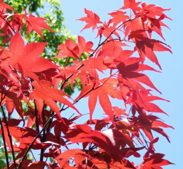Acer palmatum Sanguineum vaso 18