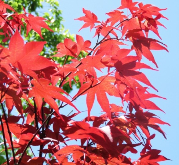 Acer palmatum Sanguineum vaso 18