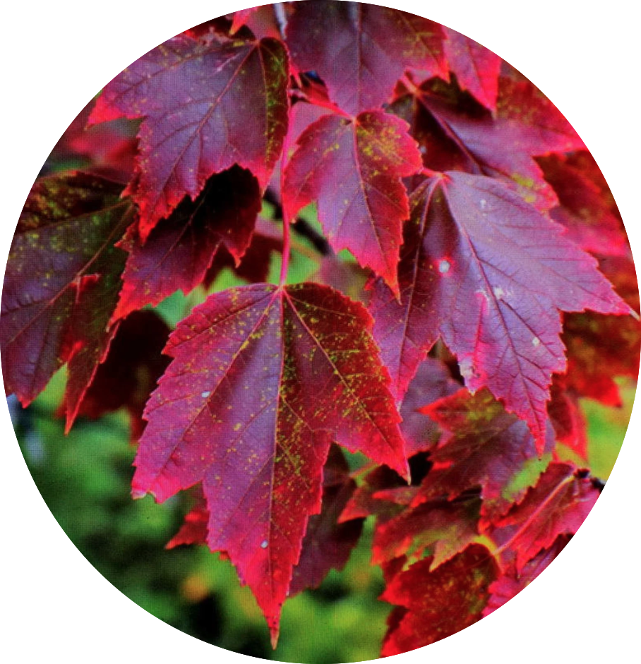 ACER RUBRUM BRANDYWINE. cm. 80