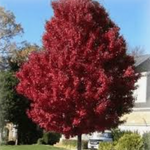 ACER RUBRUM BRANDYWINE. cm. 80