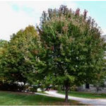 ACER RUBRUM BRANDYWINE. cm. 80