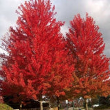 Acer Rubrum  October glory  vaso 18/20 cm. 70/80