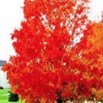 Acer Rubrum red Sunset cm. 80/100