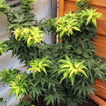 ACER PALMATUM 'MIKAWA-YATSUBUSA' vaso 18