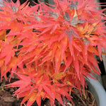 ACER PALMATUM 'MIKAWA-YATSUBUSA' vaso 18