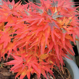 ACER PALMATUM 'MIKAWA-YATSUBUSA' vaso 18
