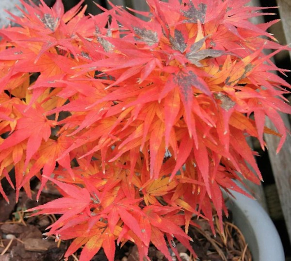 ACER PALMATUM 'MIKAWA-YATSUBUSA' vaso 18