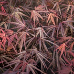 Acer Palmatum Enkan cm. 120/140