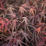 Acer Palmatum Enkan cm. 120/140