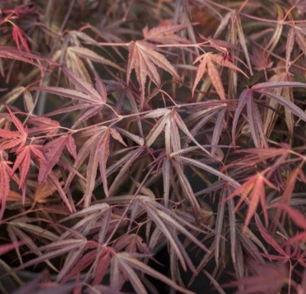 Acer Palmatum Enkan cm. 120/140