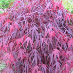 Acer Palmatum Enkan cm. 120/140