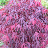 Acer Palmatum Enkan cm. 120/140