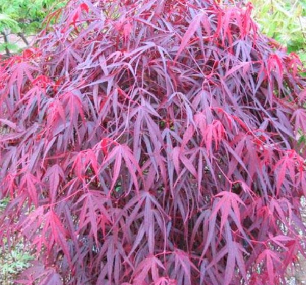 Acer Palmatum Enkan cm. 120/140