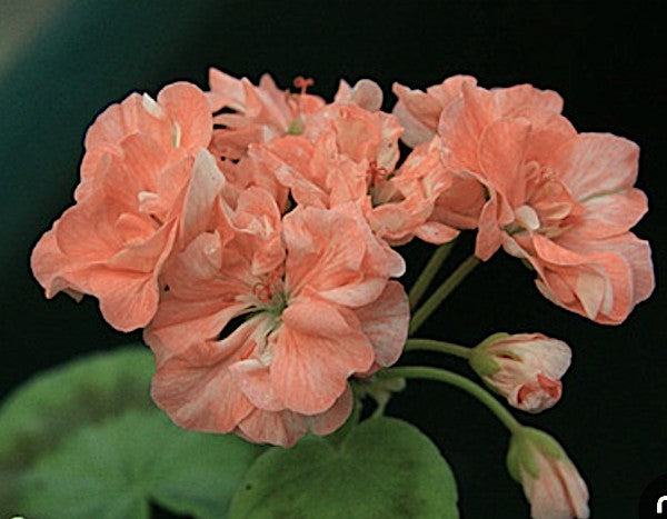 Pelargonium High Tor