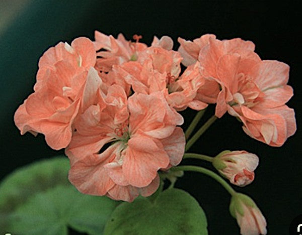 Pelargonium High Tor