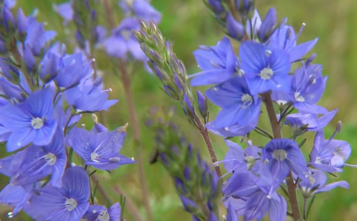 Veronica Austriaca vaso 14