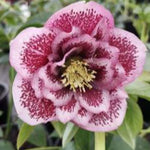 Helleborus or. 'Double Ellen Pink Spotted' v. 9 ®