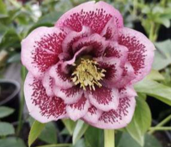 Helleborus or. 'Double Ellen Pink Spotted' v. 9 ®