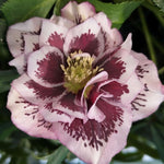 Helleborus or. 'Double Ellen Pink Spotted' v. 9 ®