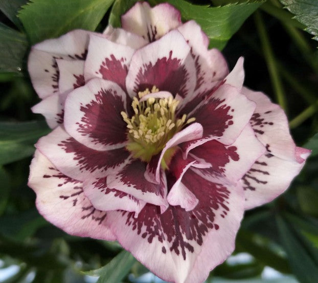 Helleborus or. 'Double Ellen Pink Spotted' v. 9 ®