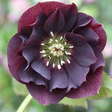Helleborus or. 'Double Ellen Purple v. 9 fioritura invernale