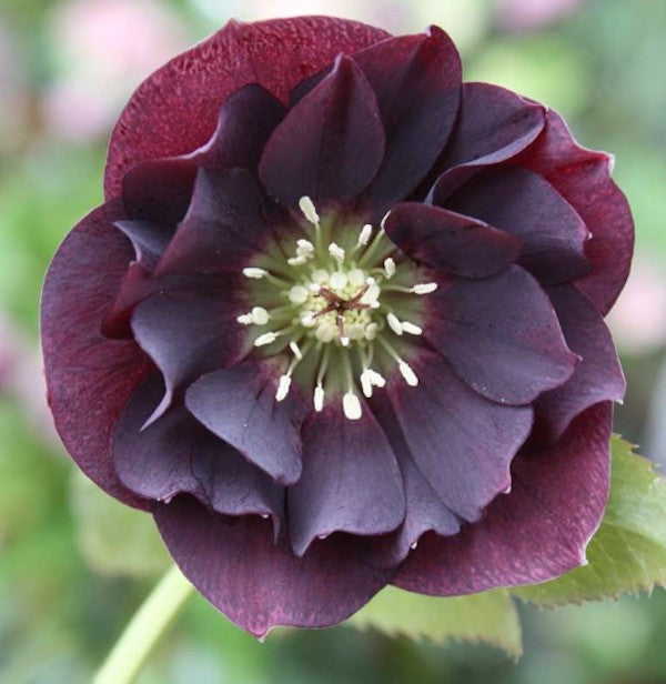 Helleborus or. 'Double Ellen Purple v. 9 fioritura invernale