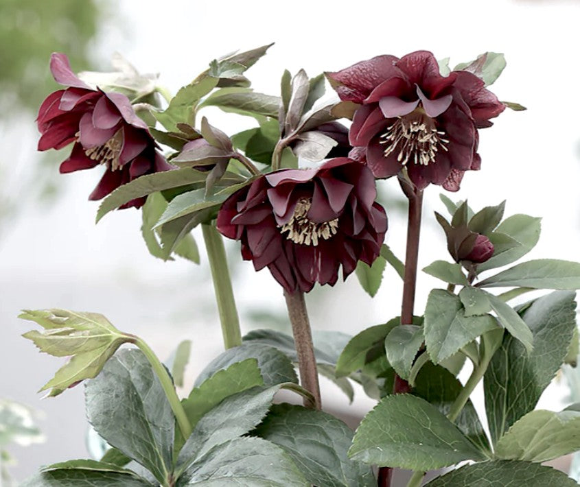 Helleborus or. 'Double Ellen Purple v. 9 fioritura invernale