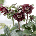Helleborus or. 'Double Ellen Purple v. 9 fioritura invernale