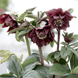 Helleborus or. 'Double Ellen Purple v. 9 fioritura invernale