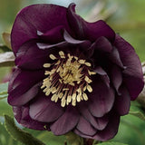 Helleborus or. 'Double Ellen Purple v. 9 fioritura invernale