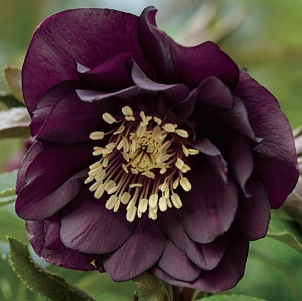 Helleborus or. 'Double Ellen Purple v. 9 fioritura invernale