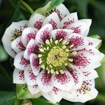 Helleborus or. 'Double Ellen White Spotted' ®