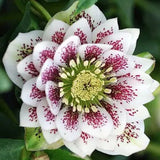 Helleborus or. 'Double Ellen White Spotted' ®