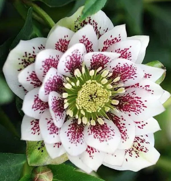 Helleborus or. 'Double Ellen White Spotted' ®