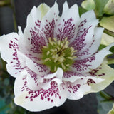 Helleborus or. 'Double Ellen White Spotted' ®