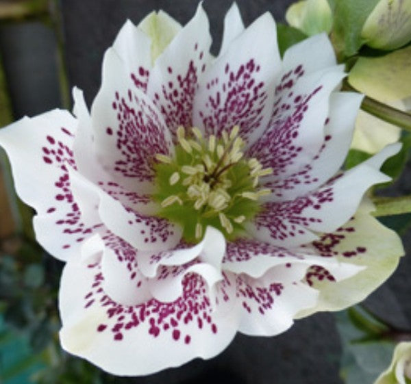 Helleborus or. 'Double Ellen White Spotted' ®