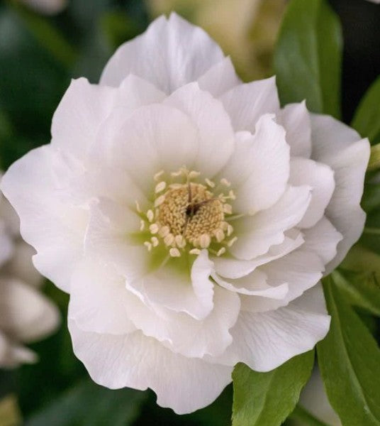 Helleborus or. 'Double White v. 9