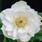 Helleborus or. 'Double White v. 9