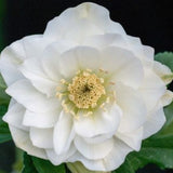 Helleborus or. 'Double White v. 9