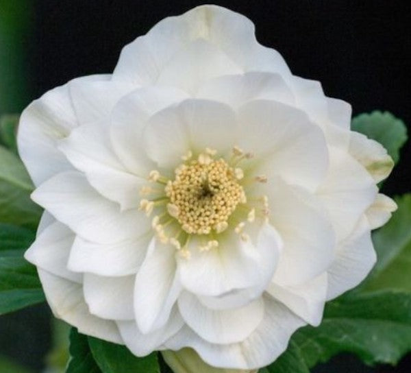 Helleborus or. 'Double White v. 9