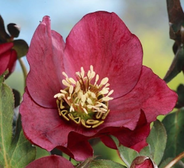 Helleborus or. 'Pretty Ellen Red' ® v. 9