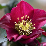 Helleborus or. 'Pretty Ellen Red' ® v. 9